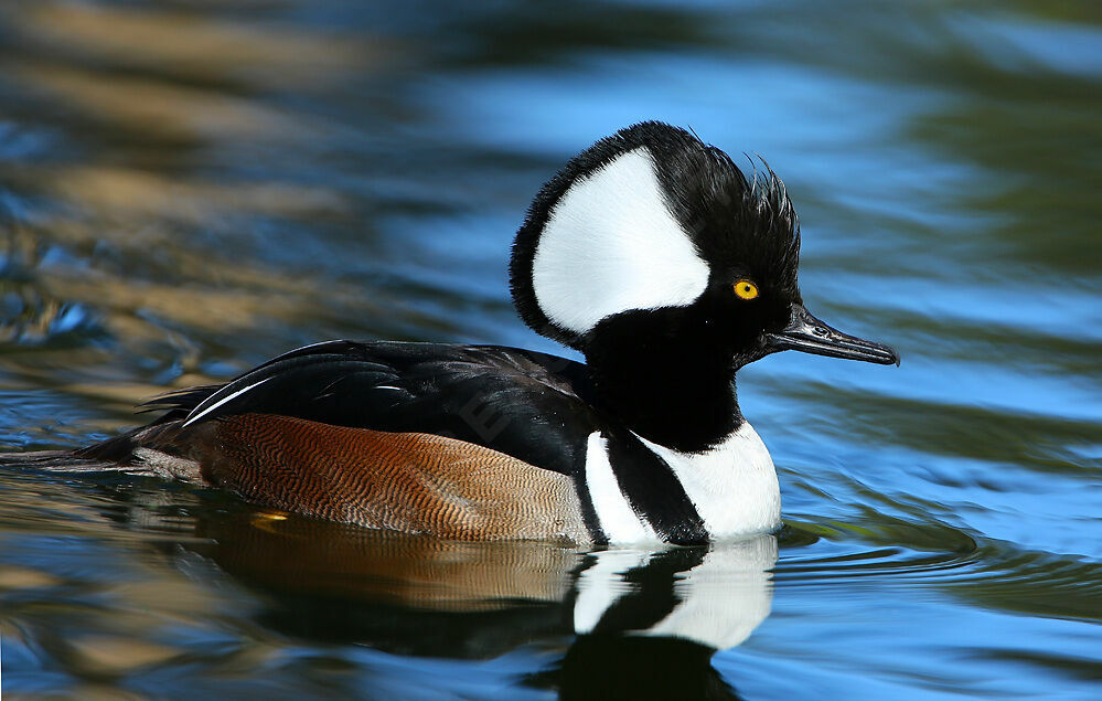 Hooded Merganser male adult, identification, swimming