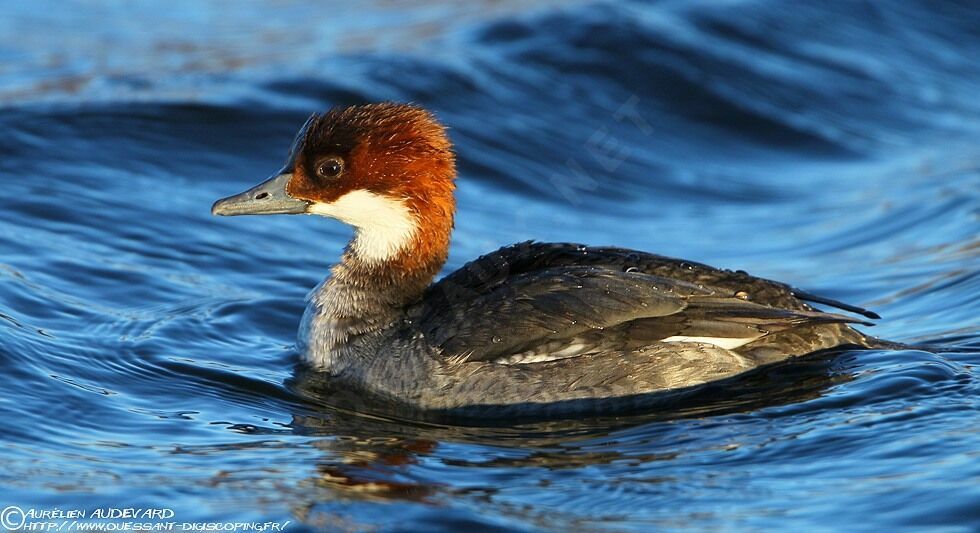 Smew female Second year