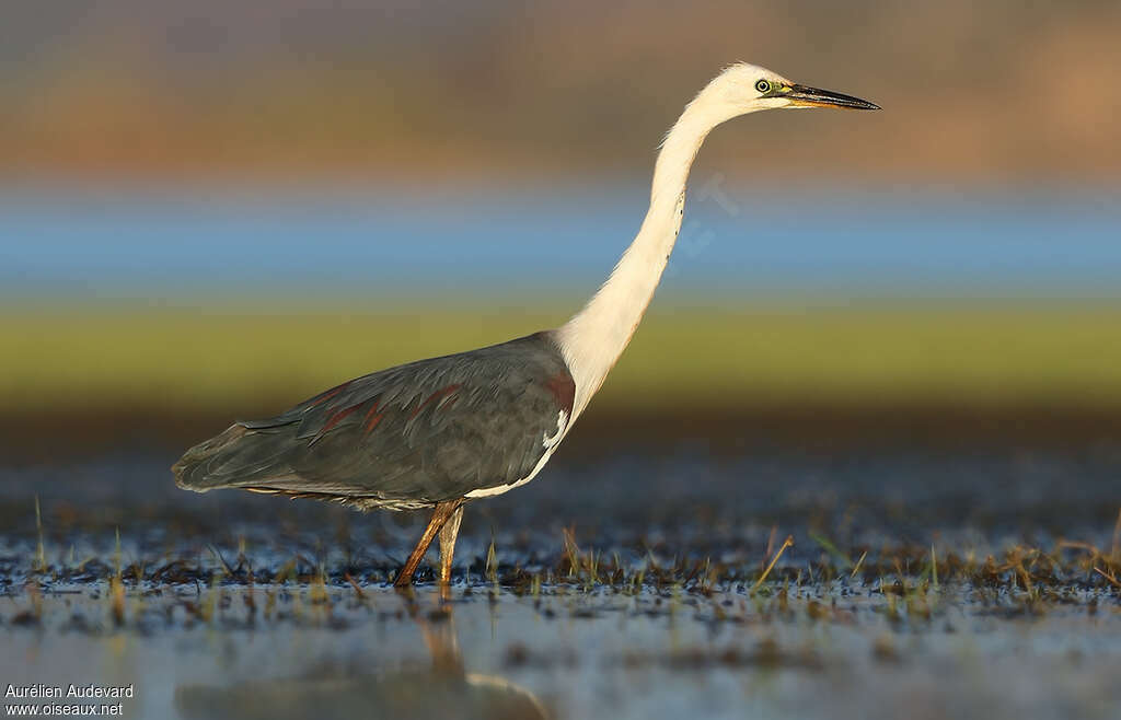 White-necked Heronadult, identification