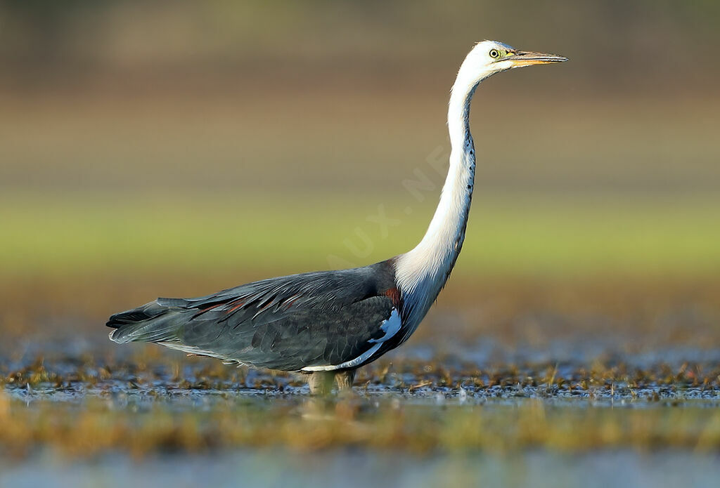 White-necked Heron