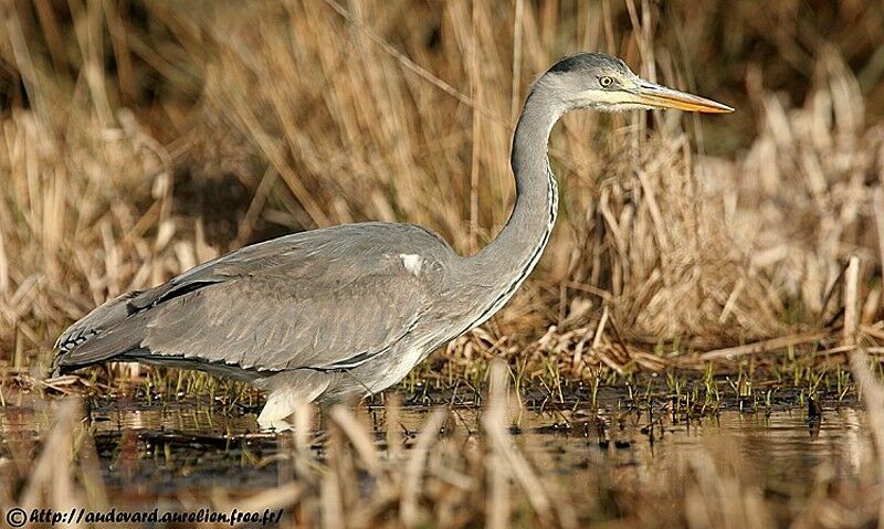 Grey Heron