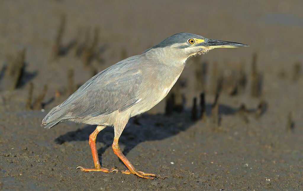 Héron des mangroves, identification