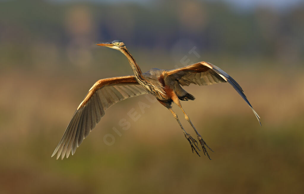 Héron pourpréadulte, Vol
