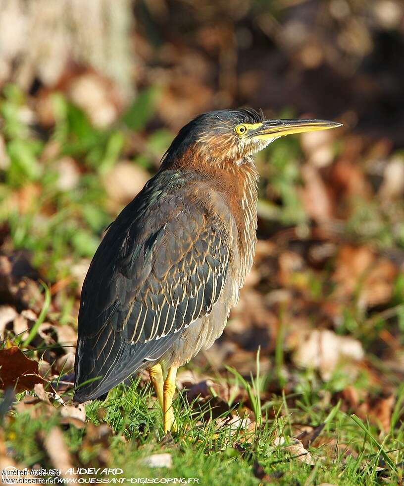 Green Heron, identification