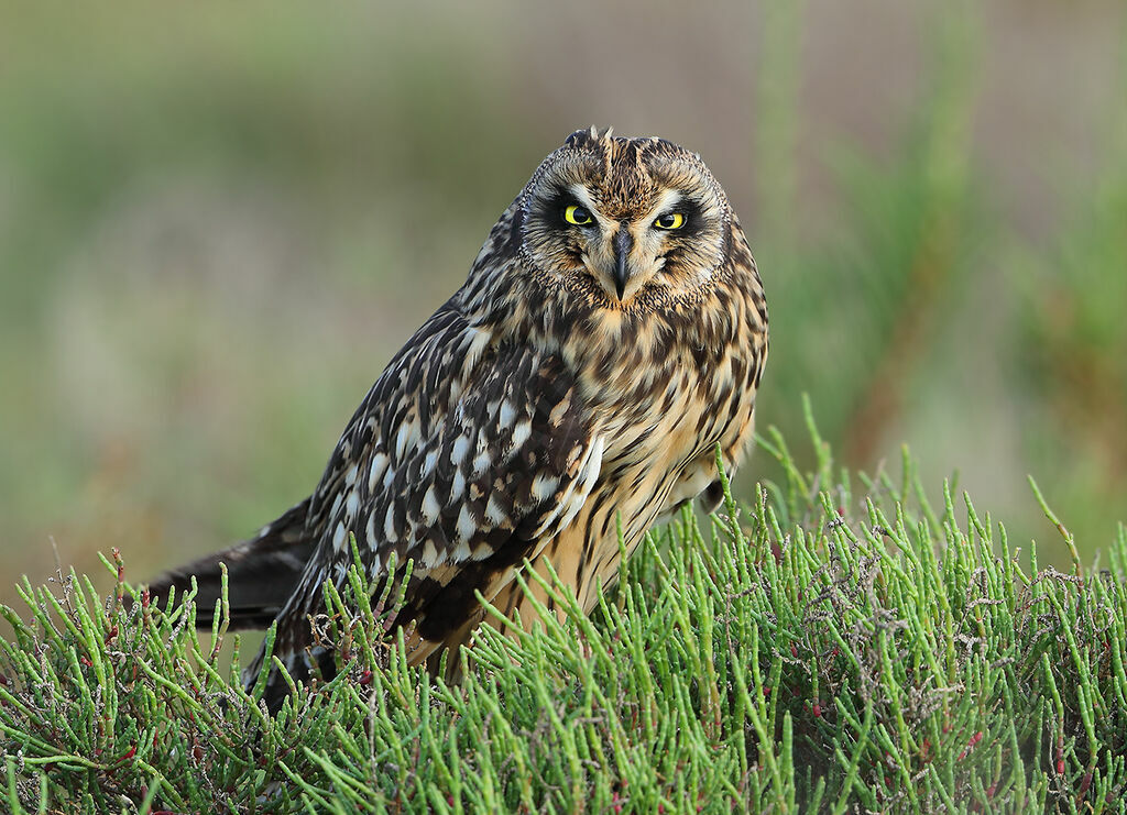 Short-eared Owl