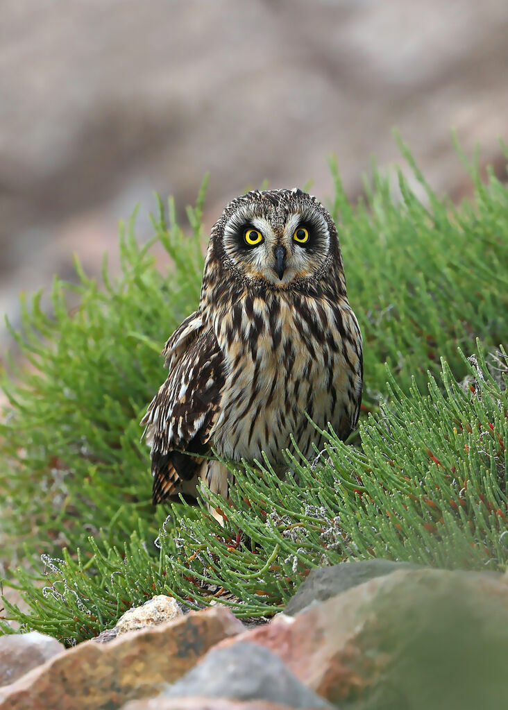 Hibou des marais