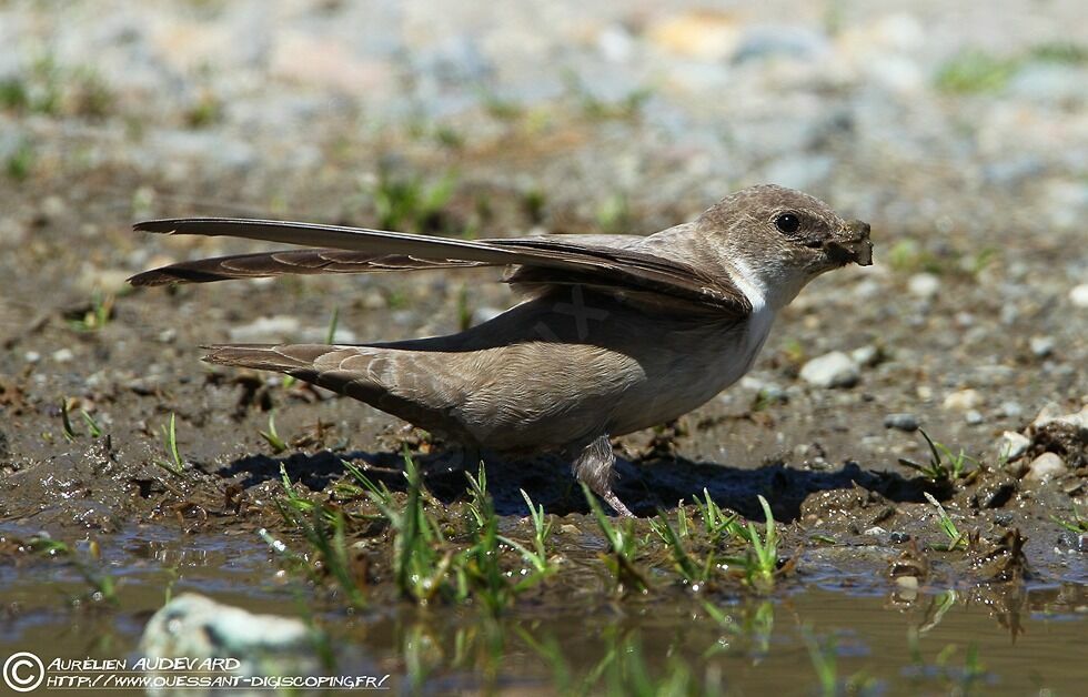 Eurasian Crag Martinadult, Reproduction-nesting