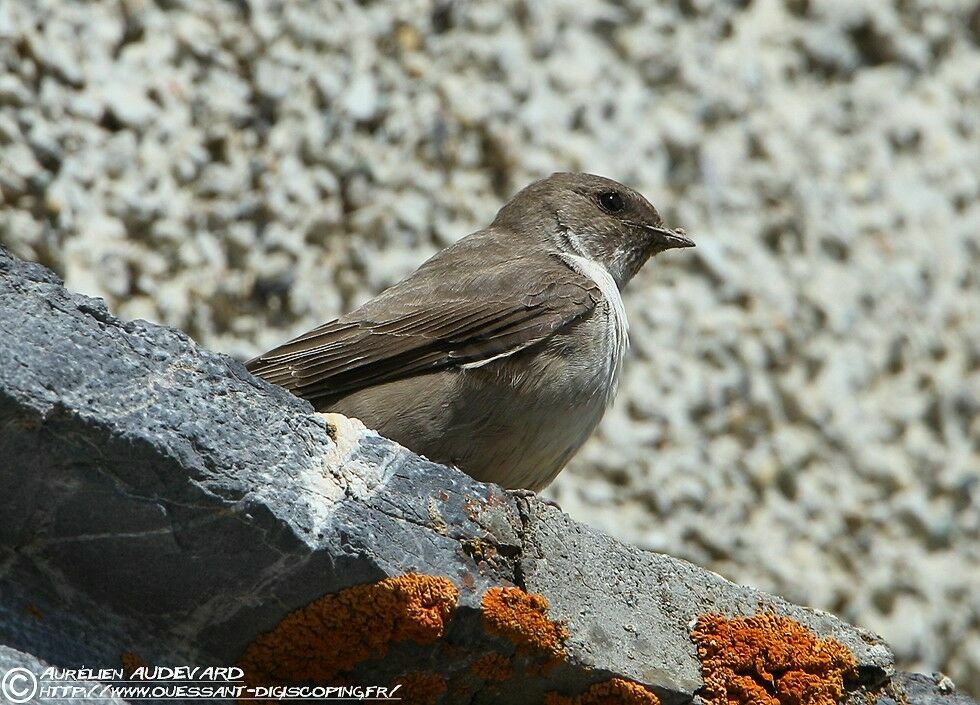 Hirondelle de rochersadulte nuptial
