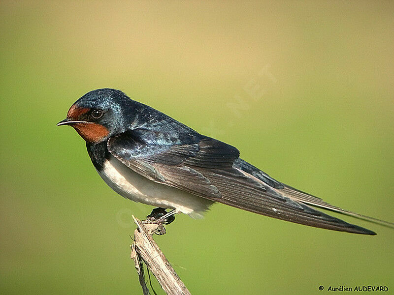 Hirondelle rustique