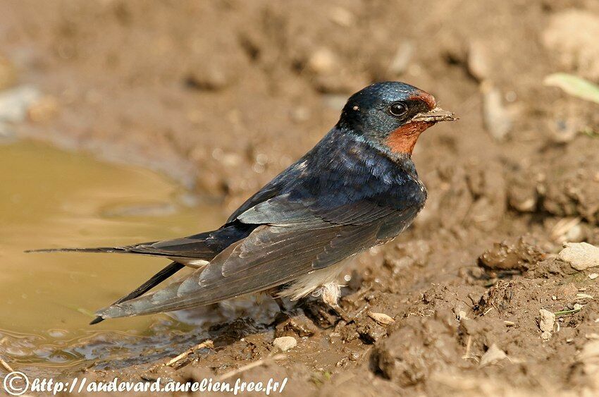 Hirondelle rustique