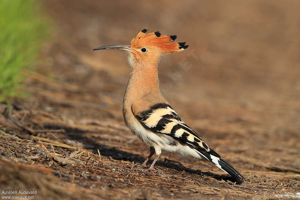 Huppe fasciéeadulte nuptial, identification