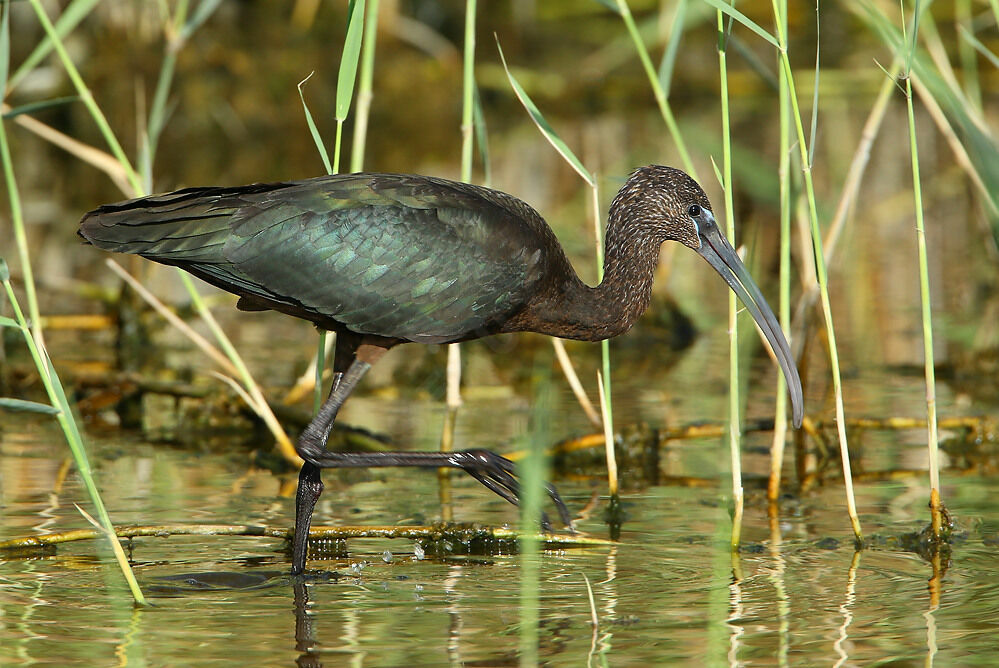 Glossy Ibis, identification