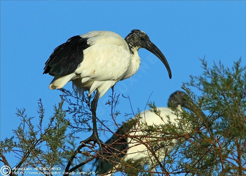 Ibis sacré