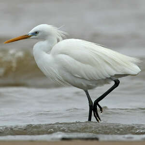 Aigrette de Chine