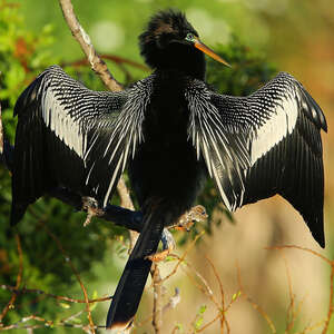 Anhinga d'Amérique