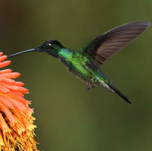 Colibri de la Talamanca