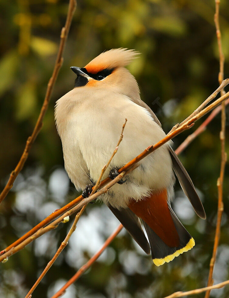 Bohemian Waxwing