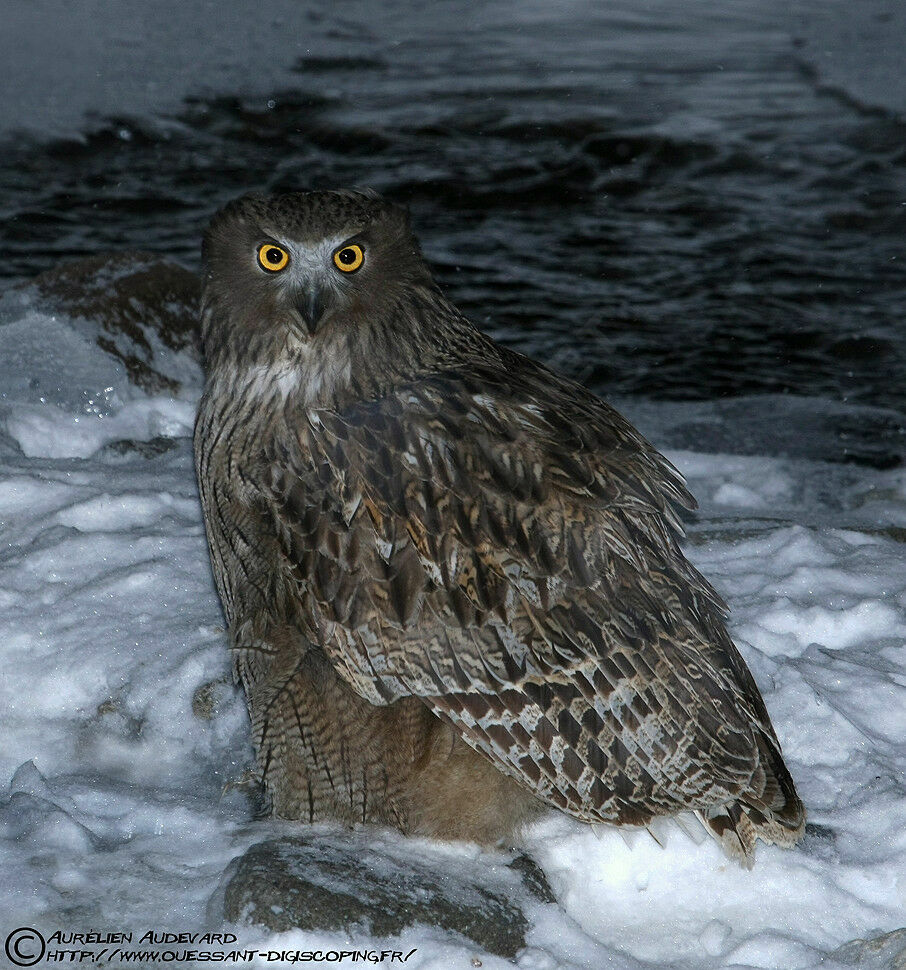 Blakiston's Fish Owl