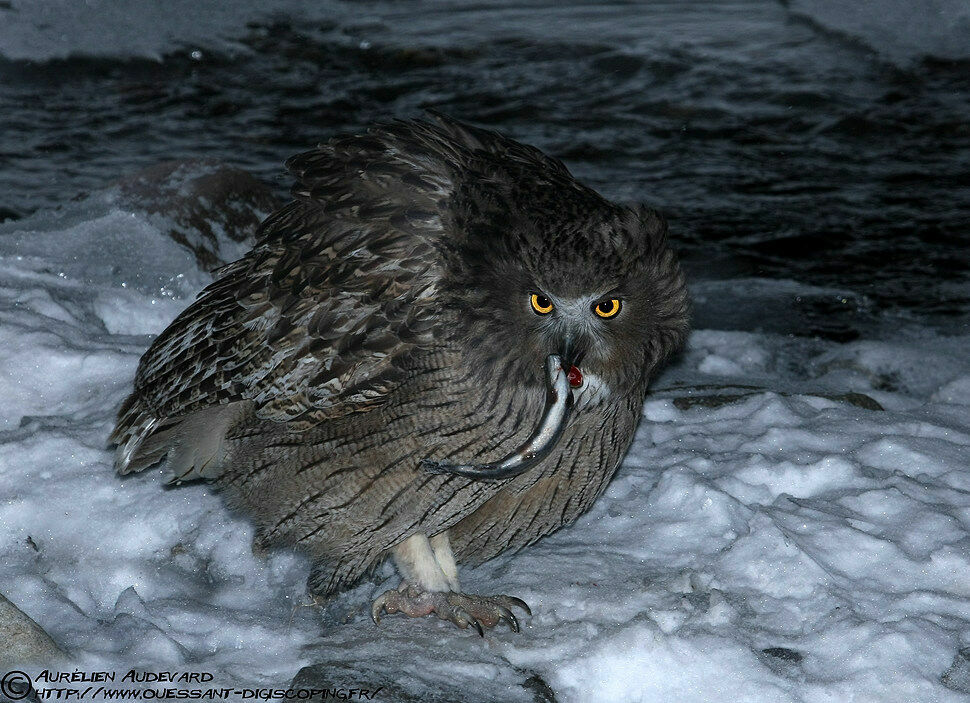 Blakiston's Fish Owl