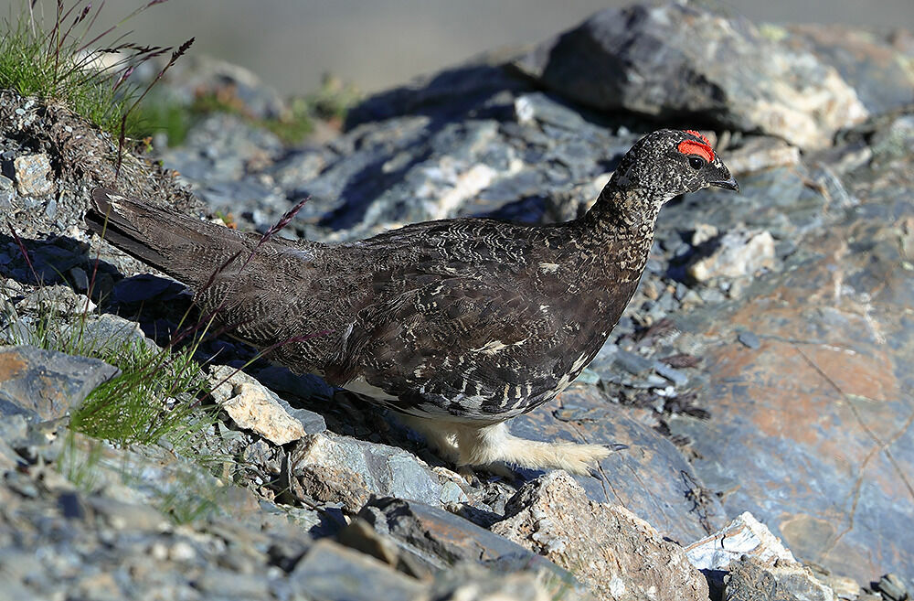 Lagopède alpin
