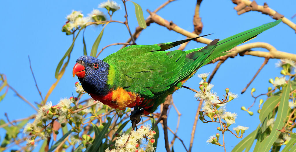 Rainbow Lorikeetadult breeding, identification