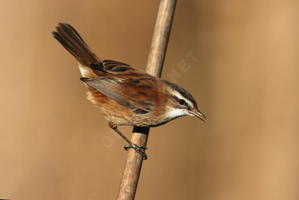 Lusciniole à moustachesadulte, identification