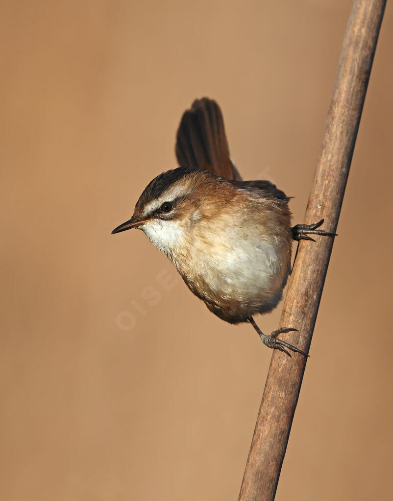 Moustached Warbler