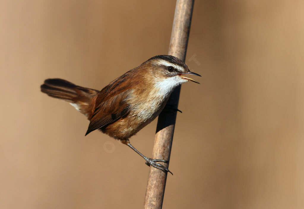 Moustached Warbler