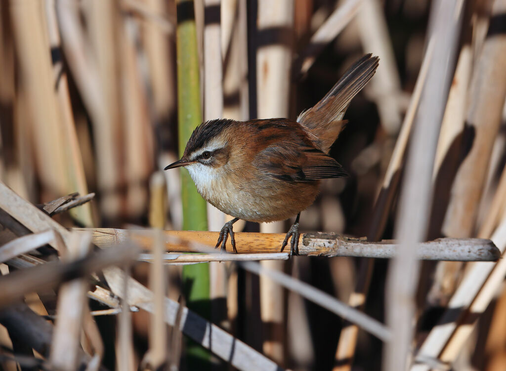 Moustached Warbler