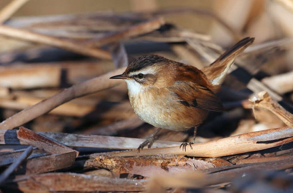 Moustached Warbler