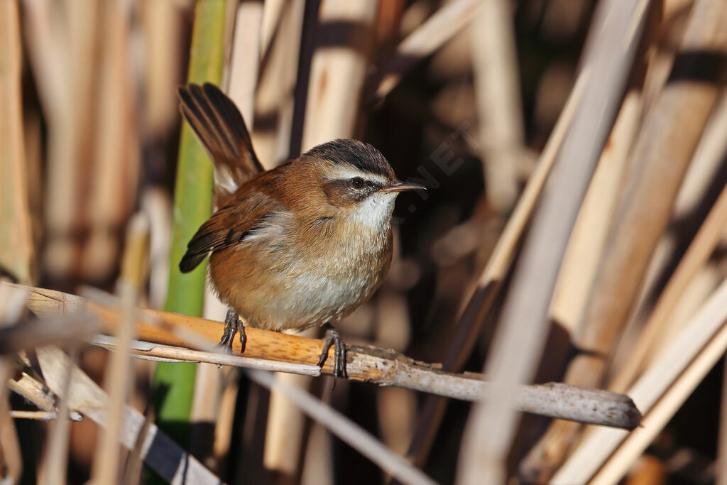 Moustached Warbler