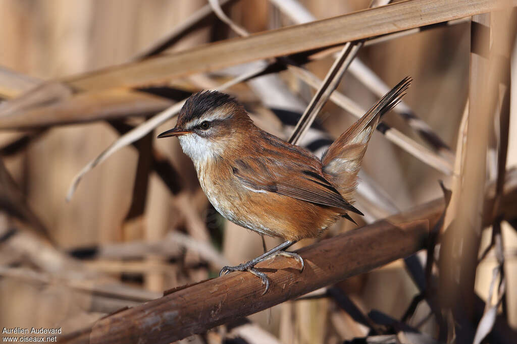 Moustached Warbler