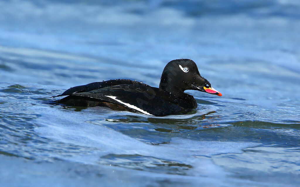 Macreuse à ailes blanches
