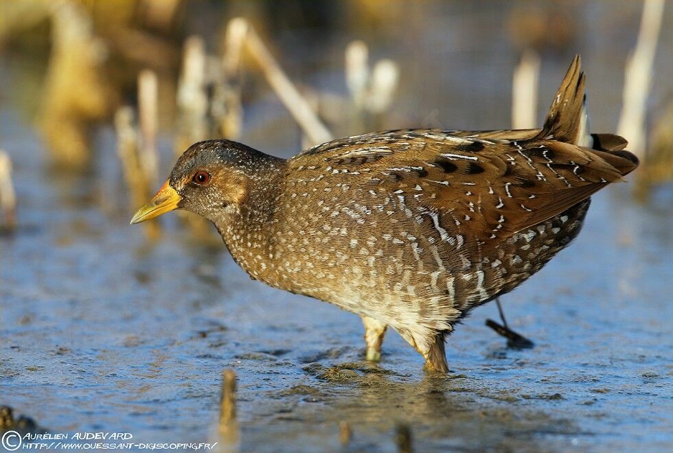 Spotted Crake