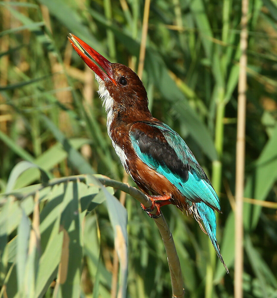 Martin-chasseur de Smyrneadulte internuptial, identification