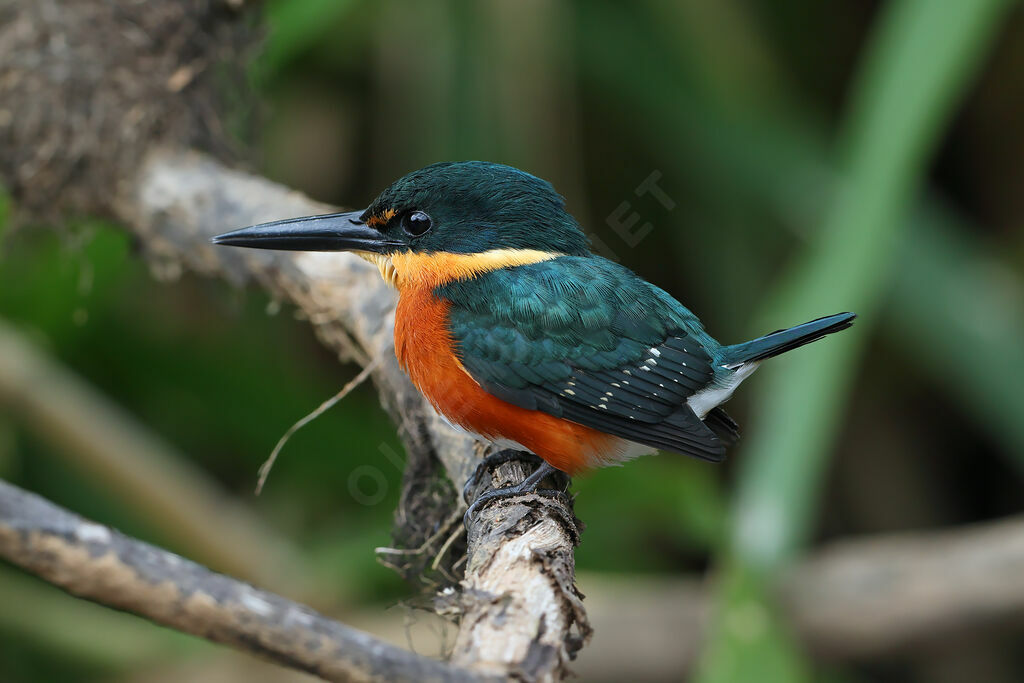 Martin-pêcheur nain mâle adulte nuptial, identification