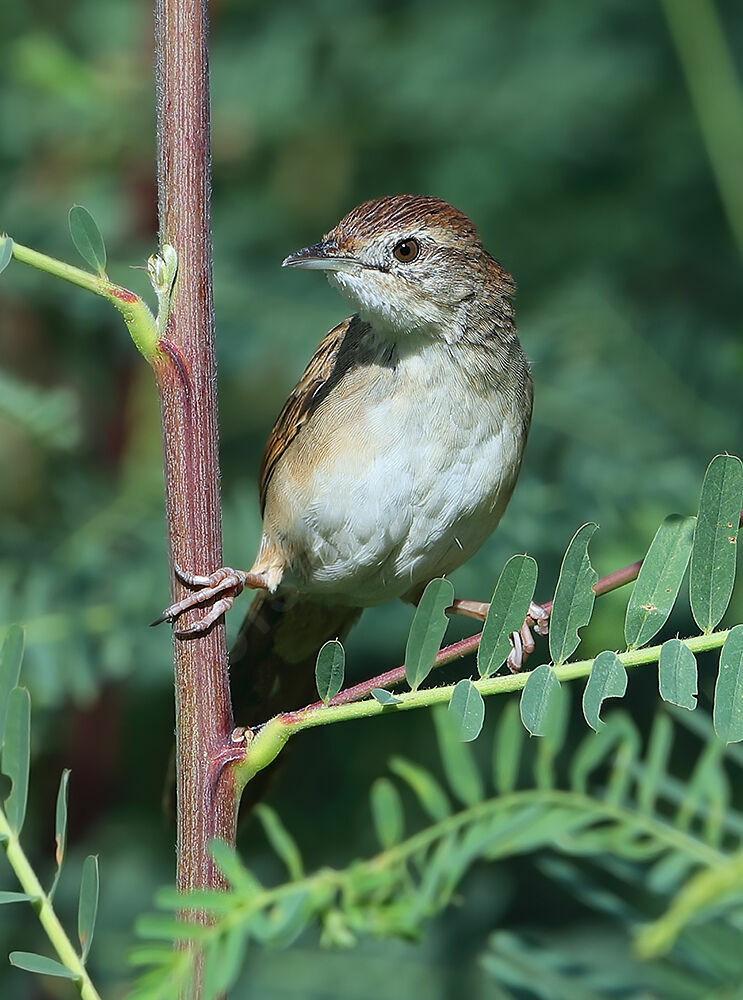 Mégalure fauveadulte, identification