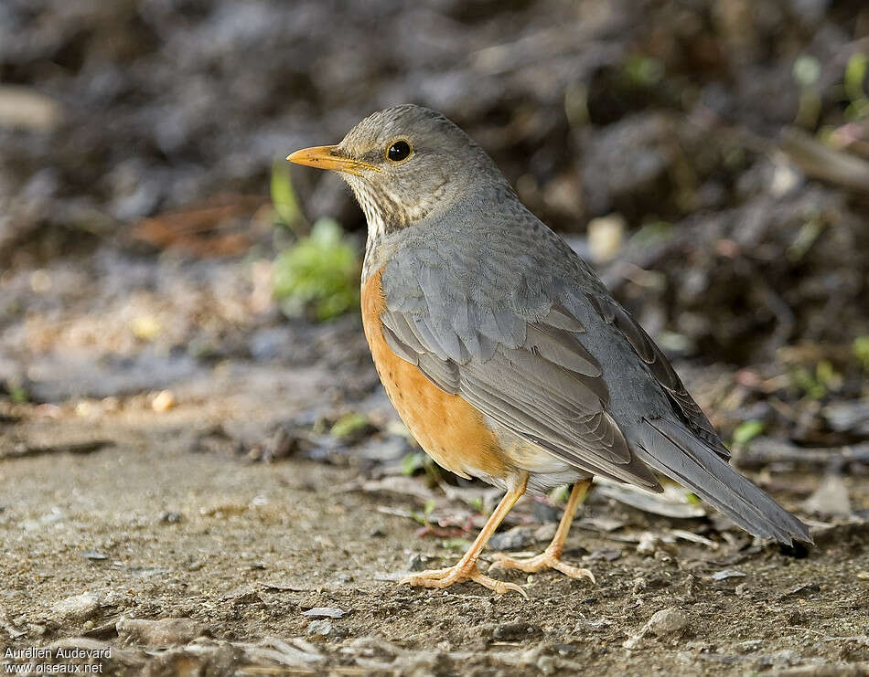 Merle à dos gris, identification