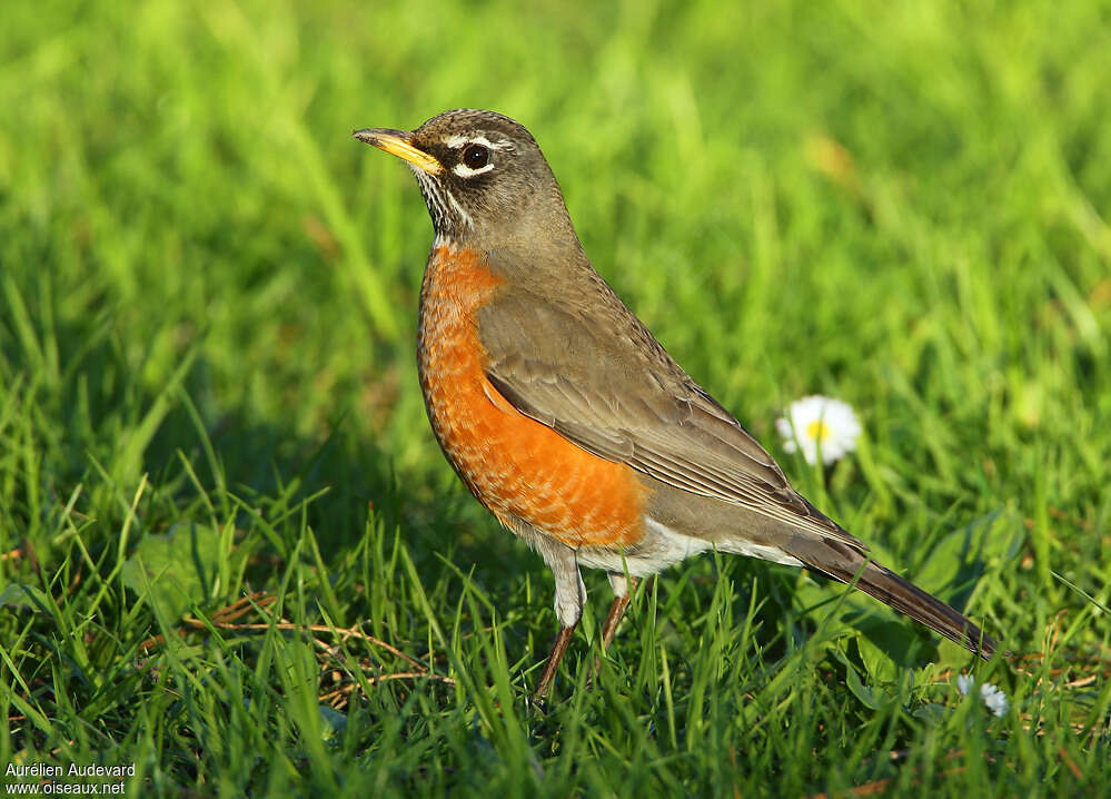 American Robin female adult breeding, identification