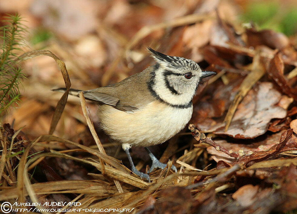 Mésange huppée