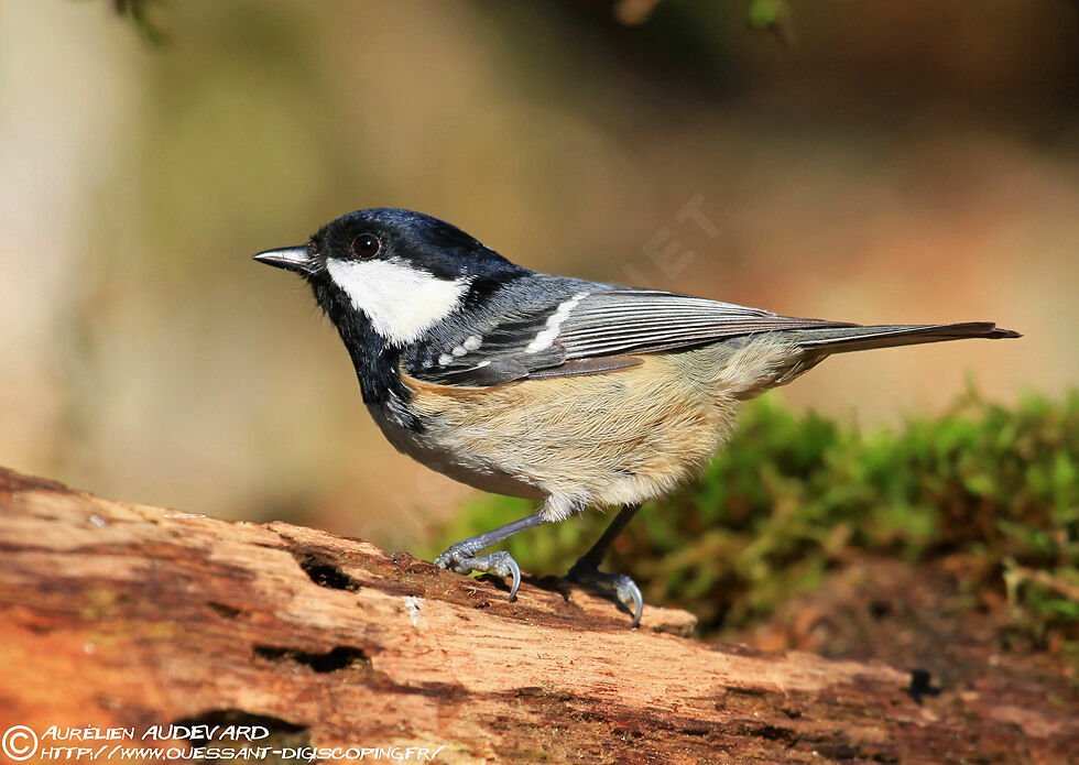 Mésange noire