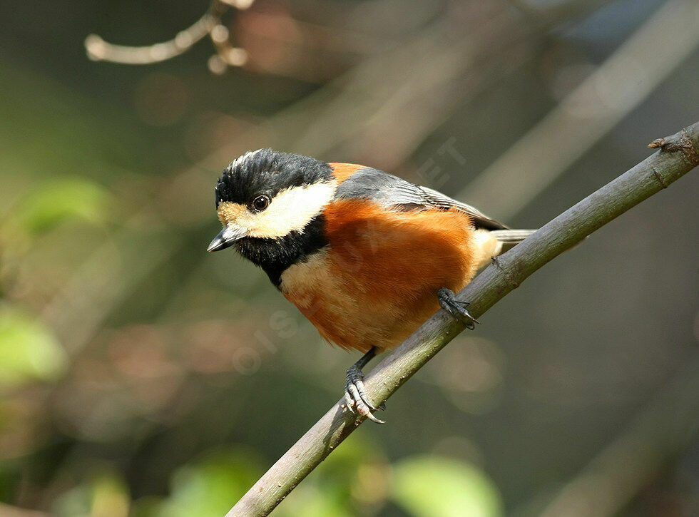 Mésange variée