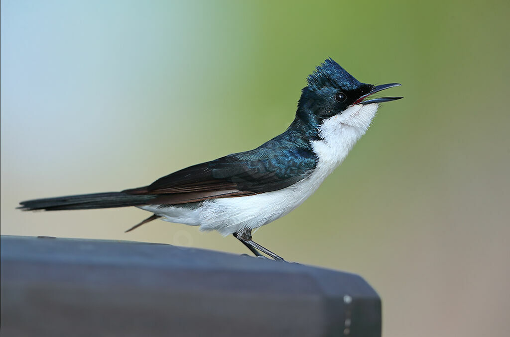Paperbark Flycatcher male adult, identification