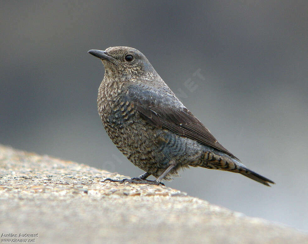 Blue Rock Thrush female adult post breeding, identification