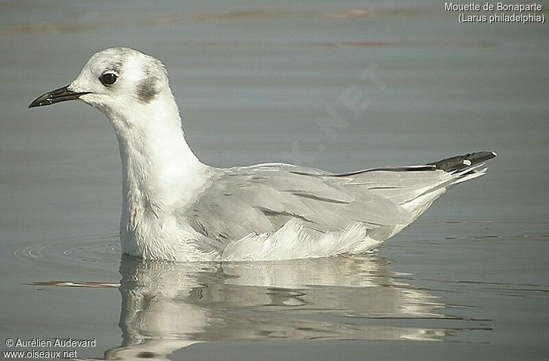 Bonaparte's Gull