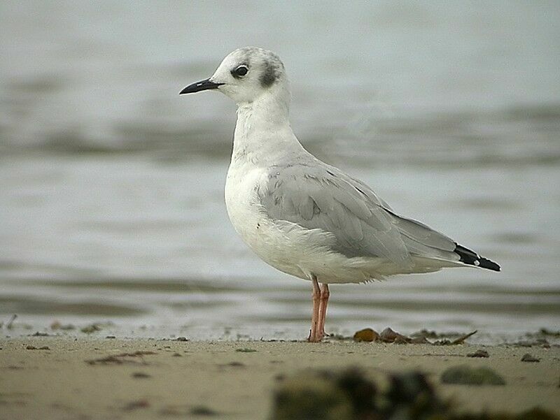 Bonaparte's Gull