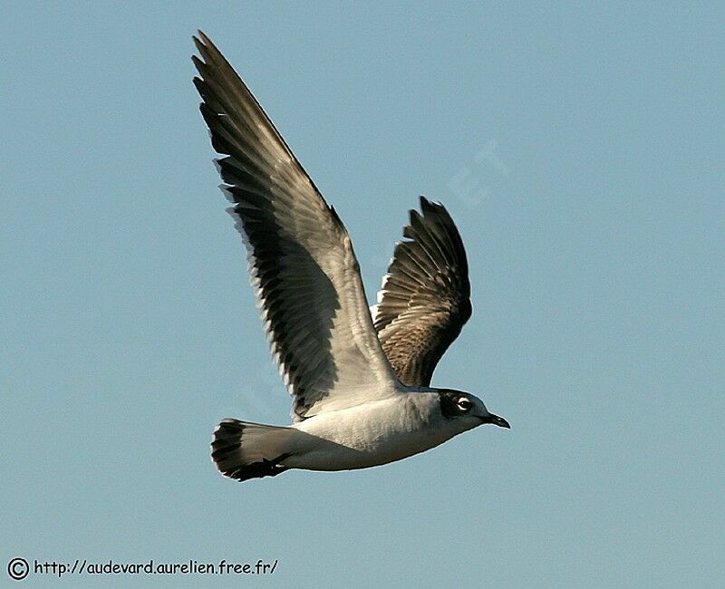 Franklin's Gull
