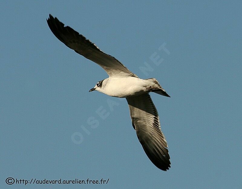 Franklin's Gull