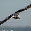 Mouette de Ross