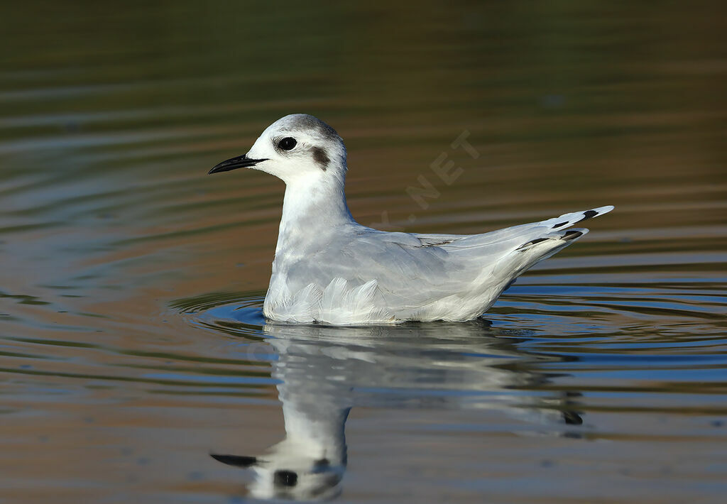 Little GullSecond year, identification